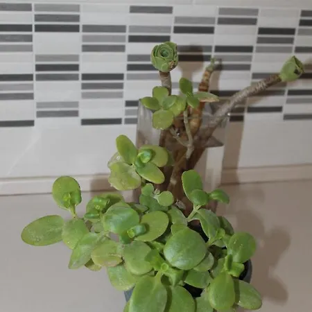 Galana E Pepaustina - Ospedali, Mare, Universita Appartement